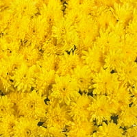 По-Добри Домове И Градини На Открито Живи Растения Жълта Мама 1,5 Г Висяща Кошница Всяко Пълно Слънце