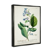 Ступел индустрии ботаническо растение илюстрация сини цветя реколта дизайн джет черно рамка плаващо платно
