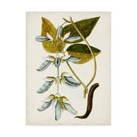 Търговска марка изящно изкуство 'античен ботаническо проучване в' платно изкуство от неизвестен